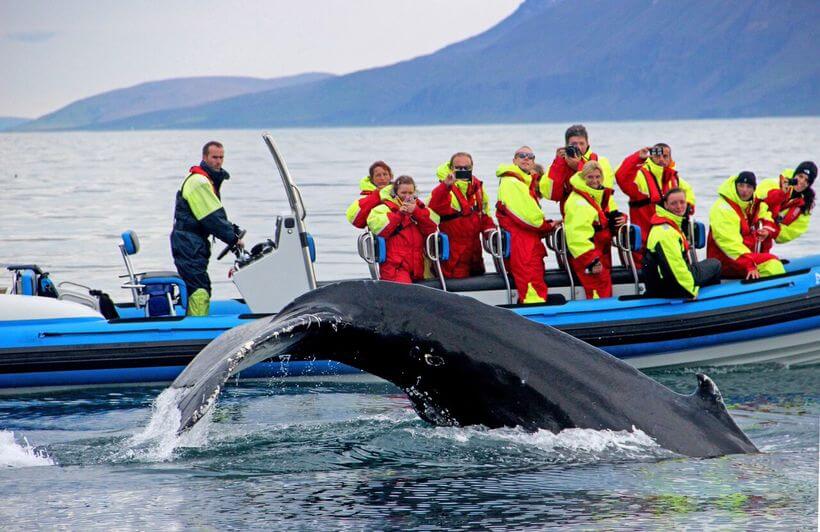 שייט לווייתנים באיסלנד