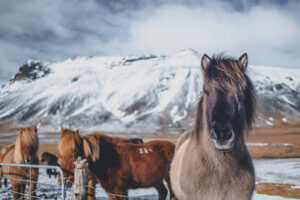 רכיבה על סוסים איסלנדים