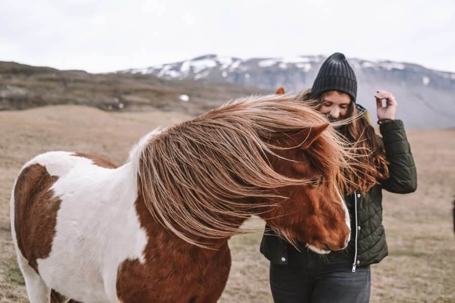 סוס איסלנדי