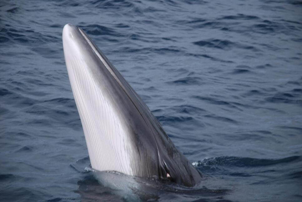 לווייתנים באיסלנד