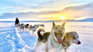 מזחלות כלבים באיסלנד