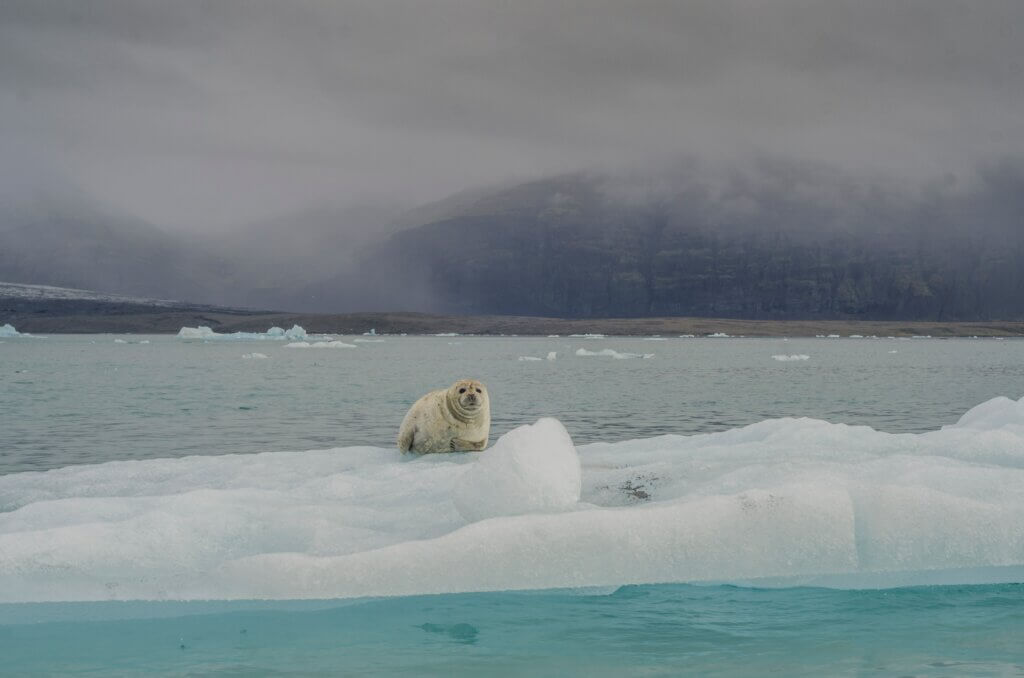 כלב ים בלגונת הקרחונים, איסלנד