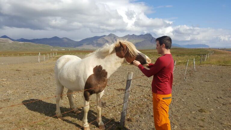 סוס איסלנדי בסנייפלסנס