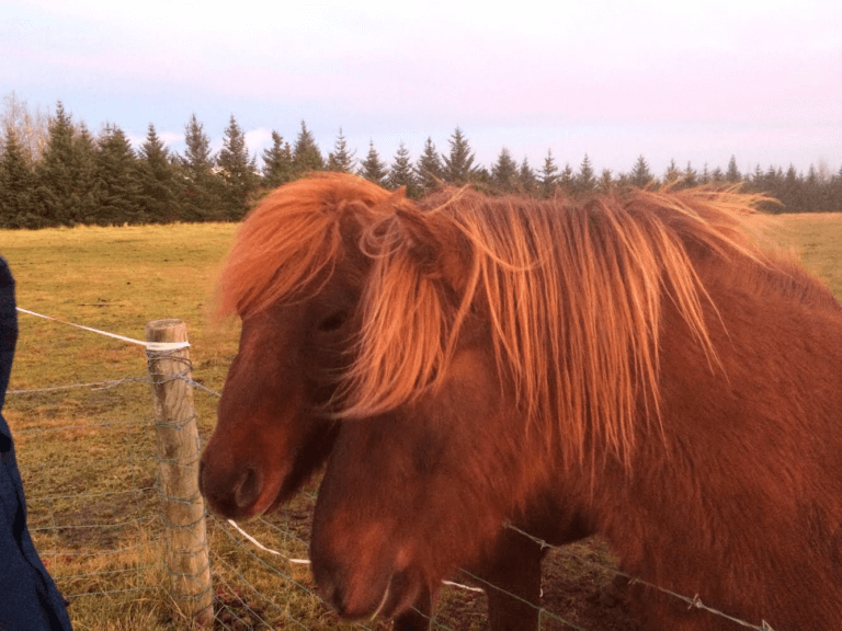 סוסים איסלנדים