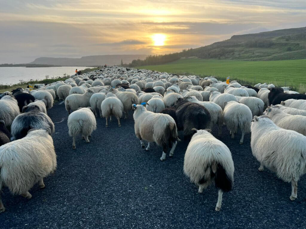 איסוף הכבשים באיסלנד בסתיו