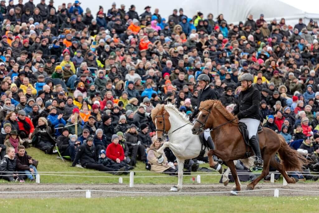 פסטיבל הסוס האיסלנדי